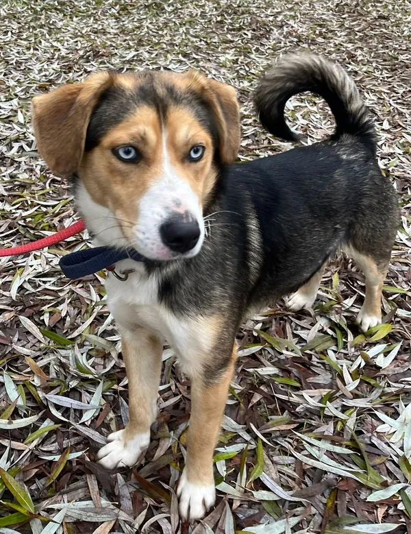 Pies do adopcji, Oborniki, 21 listopada 2025 (5/5)