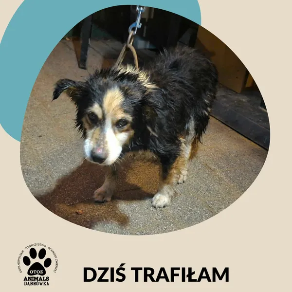 Znaleziono psa, Dąbrówka, 19 grudnia 2025