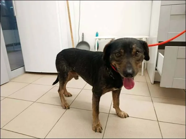 Znaleziono psa, Grudziądz, 23 grudnia 2025