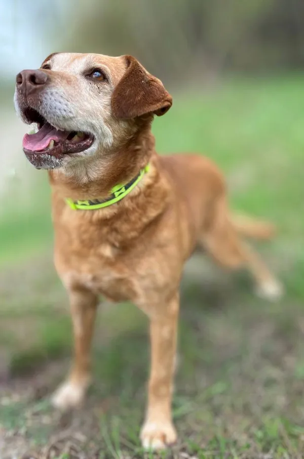 Oddam psa, Wielki Lubień, 24 grudnia 2025 (2/4)