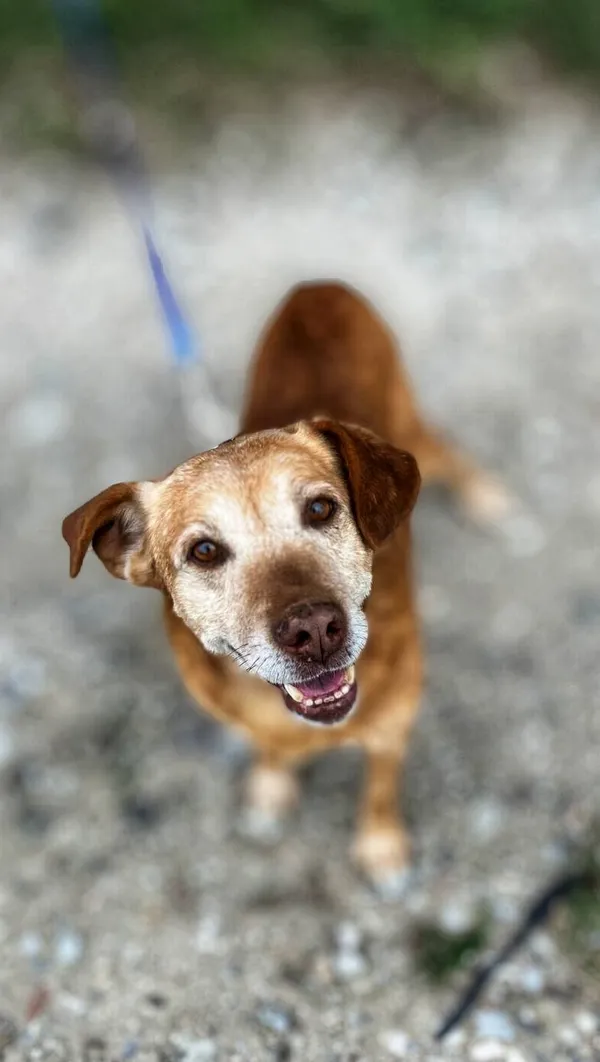 Oddam psa, Wielki Lubień, 24 grudnia 2025 (3/4)