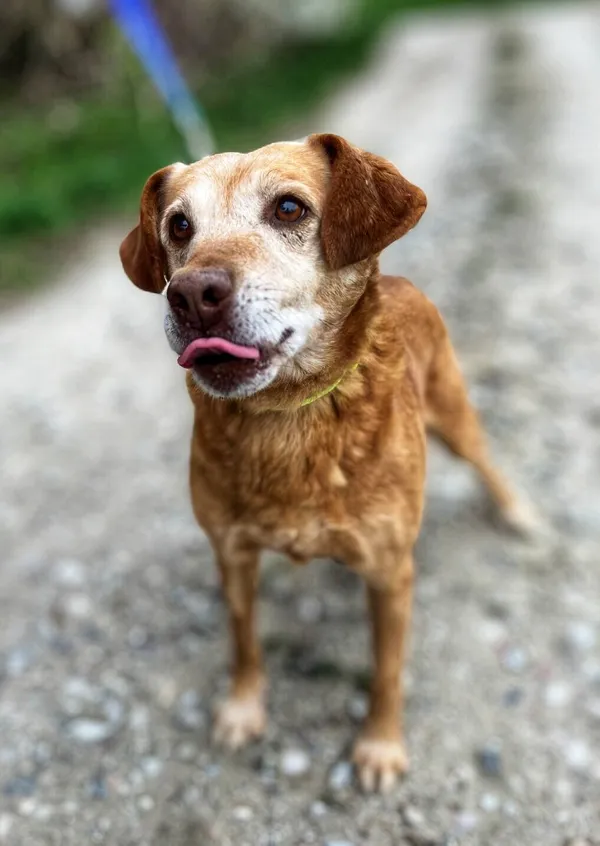 Oddam psa, Wielki Lubień, 24 grudnia 2025 (4/4)