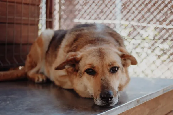 Oddam psa, Warszawa, Młynów, 24 grudnia 2025 (1/2)