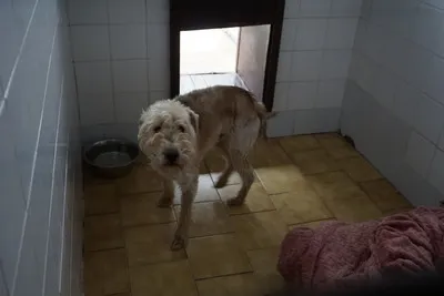 Pies do adopcji, Kraków, 19 listopada 2025