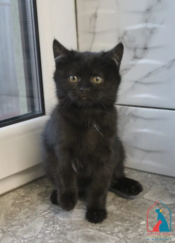 Kot do adopcji, Grudziądz, 11 listopada 2025