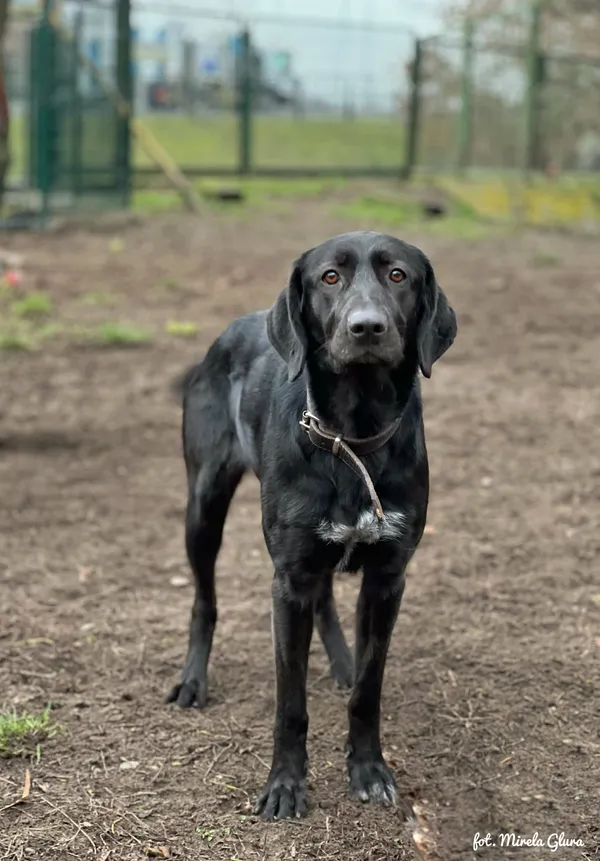Pies do adopcji, Bydgoszcz, 24 grudnia 2025 (1/4)