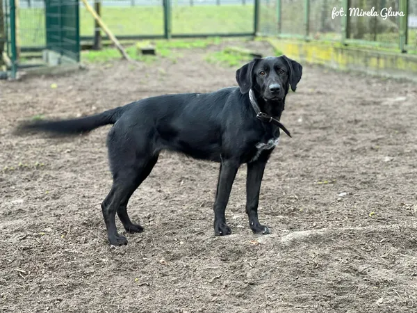 Pies do adopcji, Bydgoszcz, 24 grudnia 2025 (4/4)