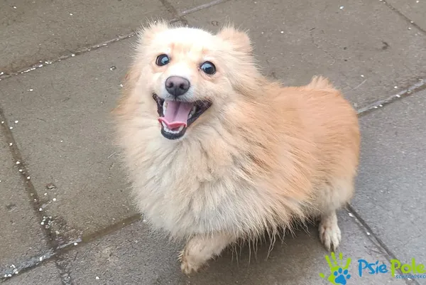 Znaleziono psa, Racławice, 18 grudnia 2025 (1/3)