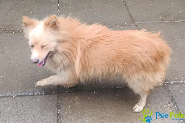 Znaleziono psa, Racławice, 18 grudnia 2025 (3/3)