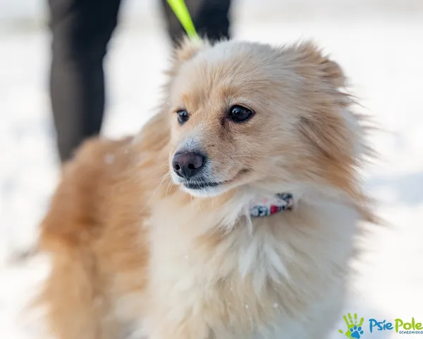 Znaleziono psa, Racławice, 18 grudnia 2025 (1/5)