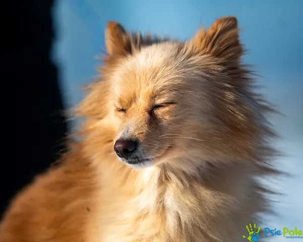 Znaleziono psa, Racławice, 18 grudnia 2025 (5/5)