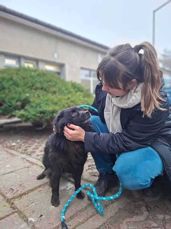 Pies do adopcji, Radom, 24 grudnia 2025 (2/5)