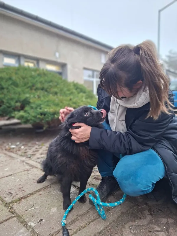 Pies do adopcji, Radom, 24 grudnia 2025 (4/5)