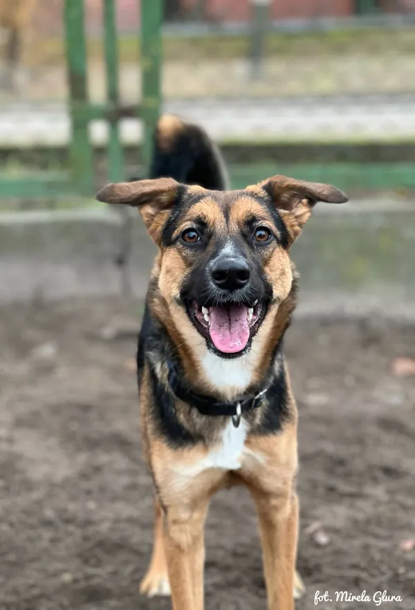 Pies do adopcji, Bydgoszcz, 24 grudnia 2025 (2/4)