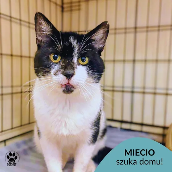 Kot do adopcji, Gdynia, 24 grudnia 2025 (1/3)