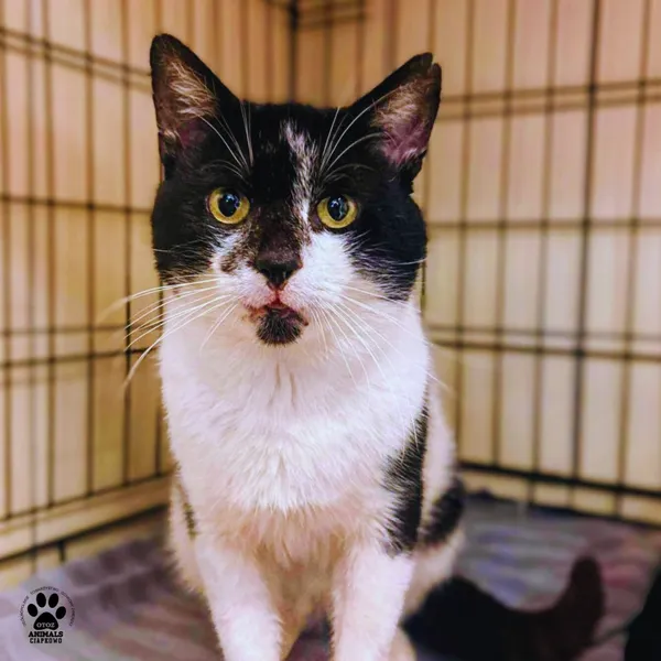 Kot do adopcji, Gdynia, 24 grudnia 2025 (2/3)