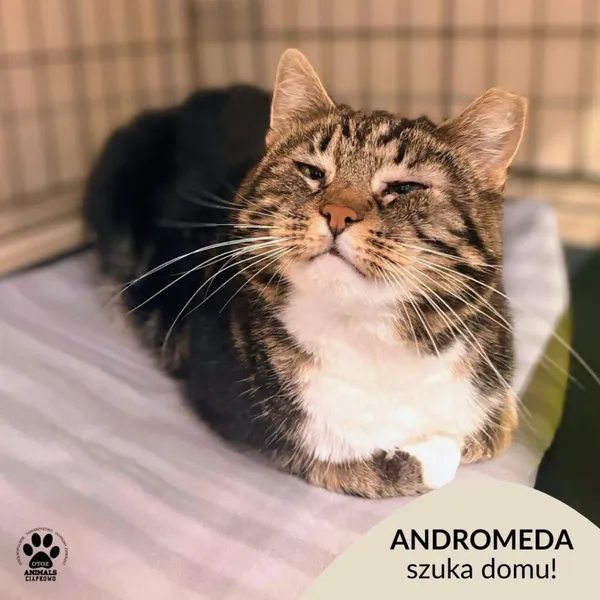 Kot do adopcji, Gdynia, 24 grudnia 2025 (1/3)