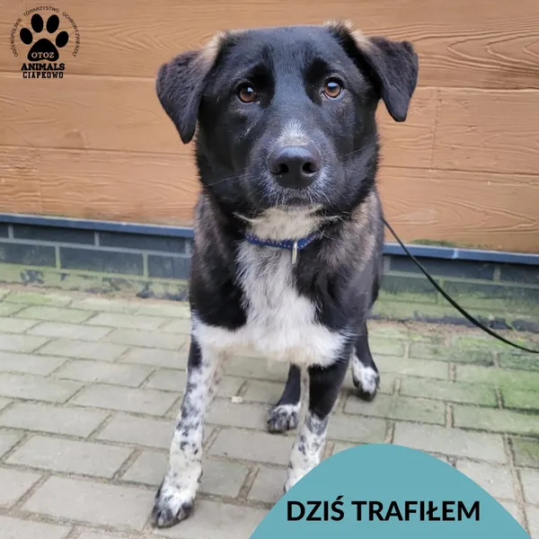 Znaleziono psa, Gdynia, 21 grudnia 2025