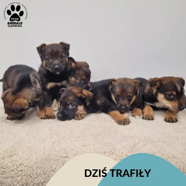 Znaleziono psa, Gdynia, 18 grudnia 2025