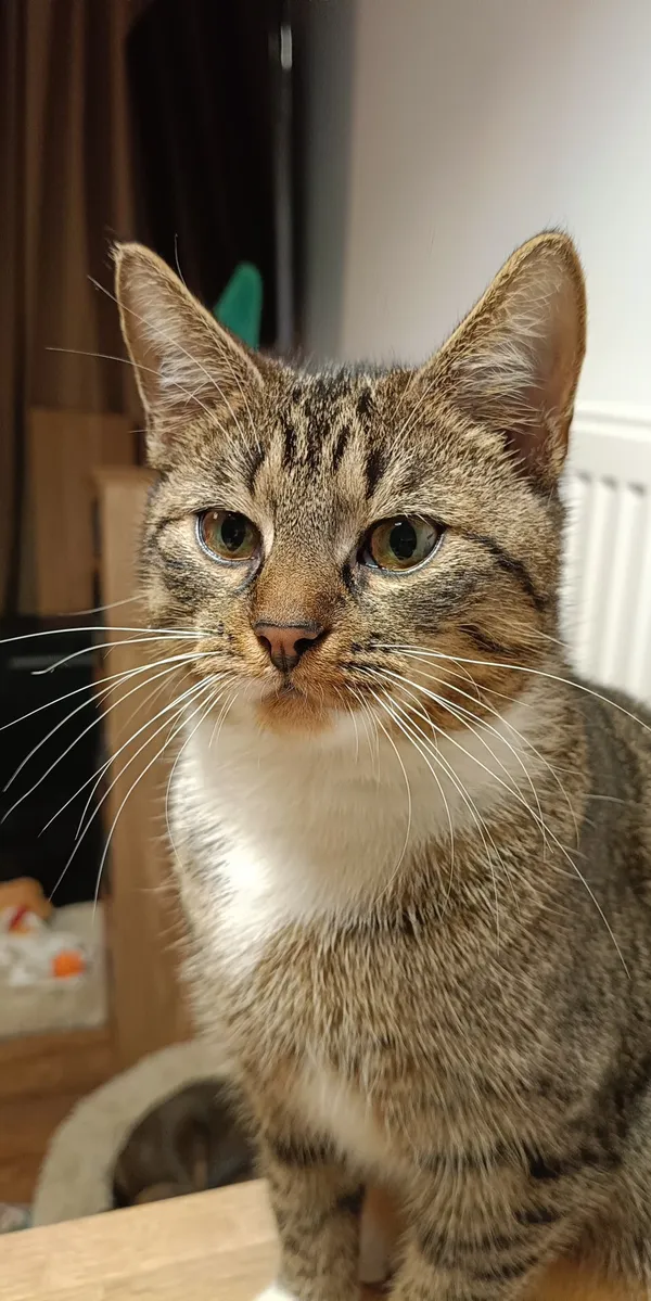 Zaginął kot, Luboń, Stary Luboń, 25 grudnia 2025 (1/3)