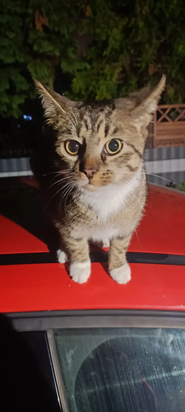 Zaginął kot, Luboń, Stary Luboń, 25 grudnia 2025 (2/3)