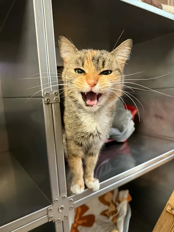 Kot do adopcji, Bydgoszcz, 25 grudnia 2025 (2/4)