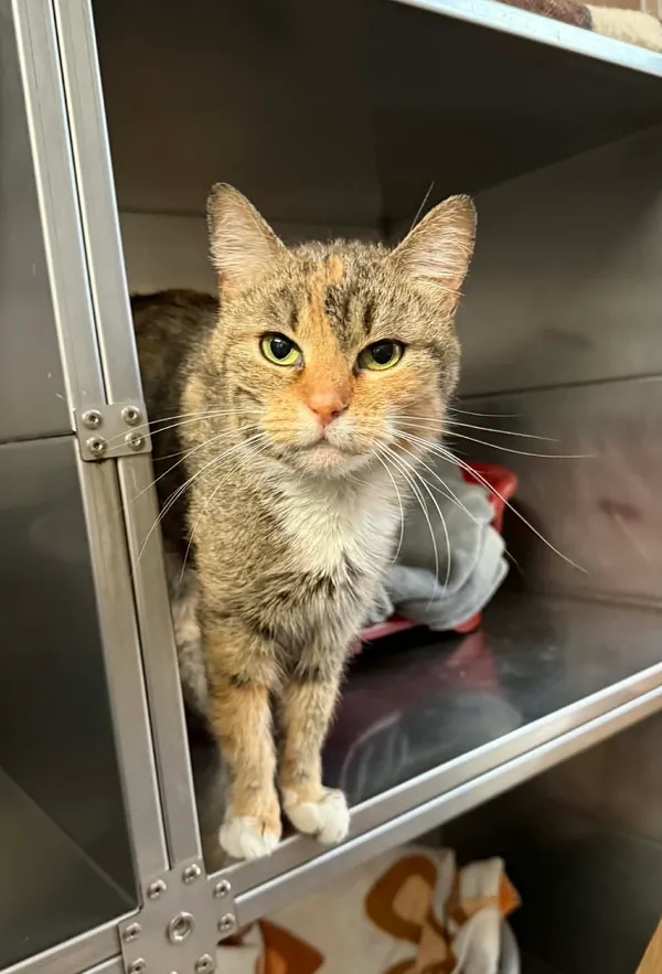 Kot do adopcji, Bydgoszcz, 25 grudnia 2025 (3/4)