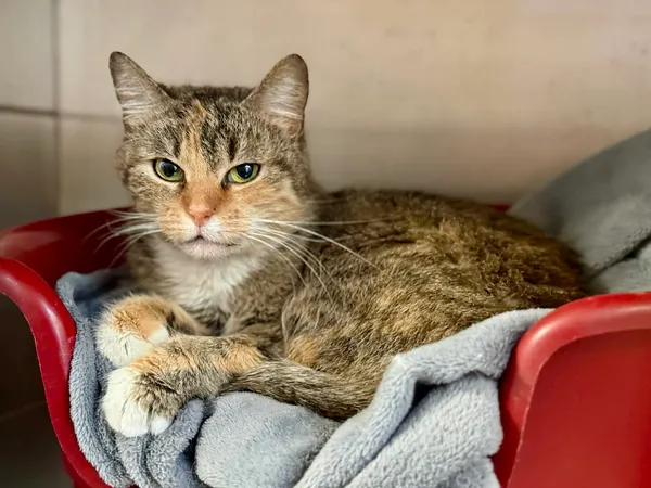 Kot do adopcji, Bydgoszcz, 25 grudnia 2025 (4/4)