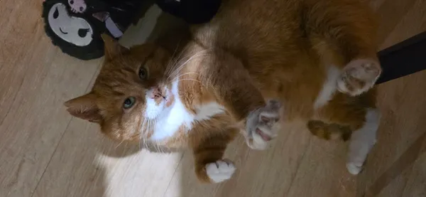 Zaginął kot, Elbląg, Zawada, 25 grudnia 2025 (2/4)