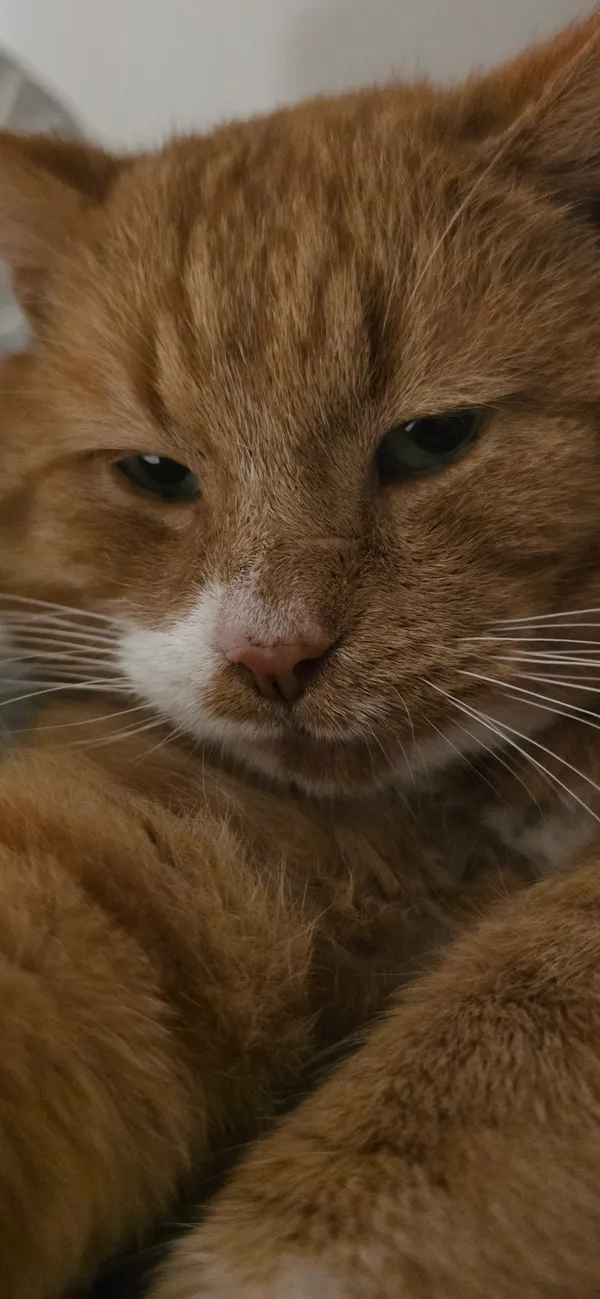 Zaginął kot, Elbląg, Zawada, 25 grudnia 2025 (3/4)