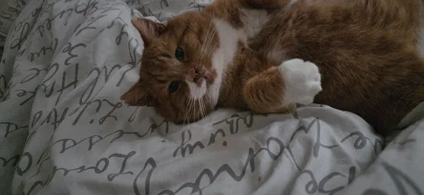 Zaginął kot, Elbląg, Zawada, 25 grudnia 2025 (4/4)