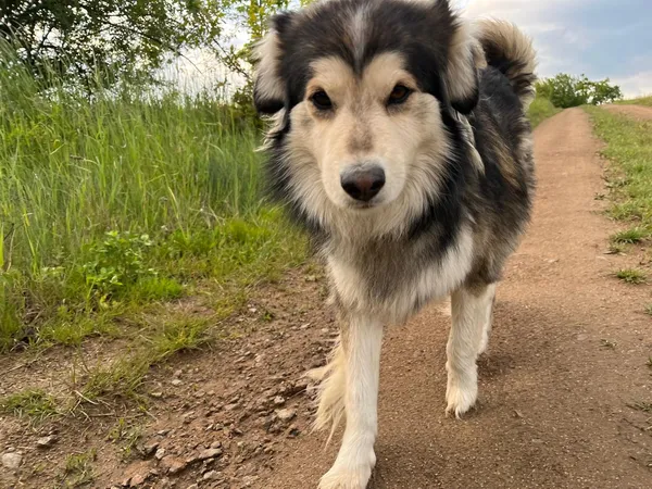 Zaginął pies, Laski, 26 grudnia 2025 (2/2)