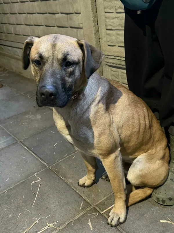 Pies do adopcji, Zgierz, 25 grudnia 2025 (1/2)