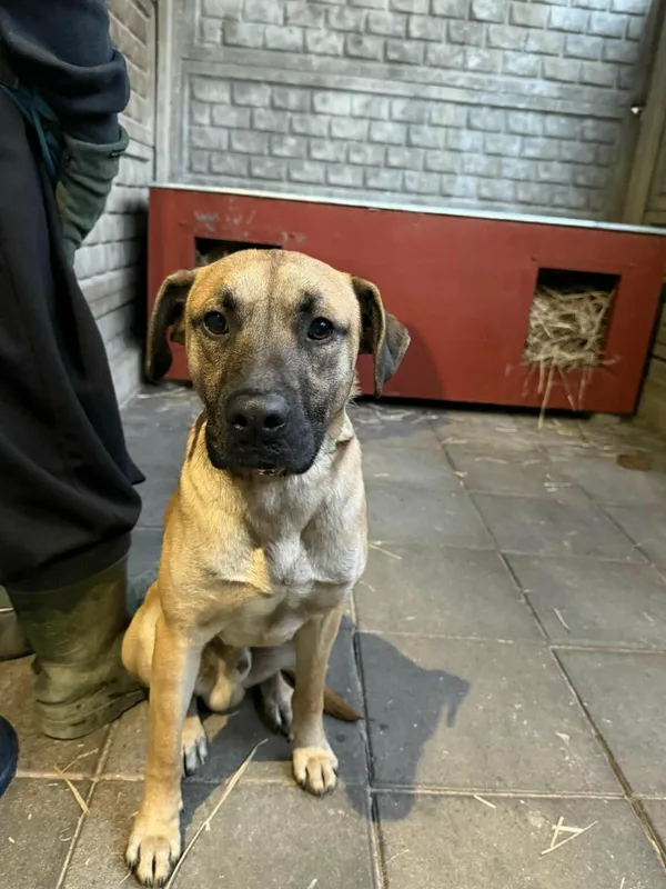 Pies do adopcji, Zgierz, 25 grudnia 2025 (2/2)