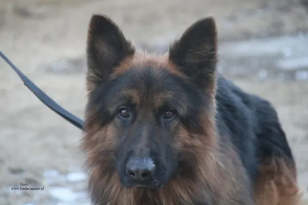 Pies do adopcji, Nowy Dwór Mazowiecki, 25 grudnia 2025 (1/5)