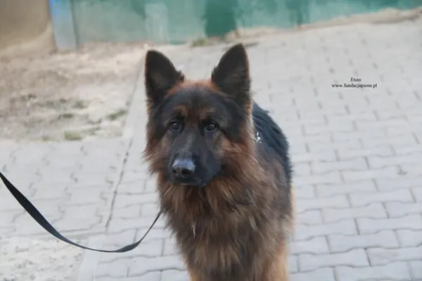 Pies do adopcji, Nowy Dwór Mazowiecki, 25 grudnia 2025 (3/5)