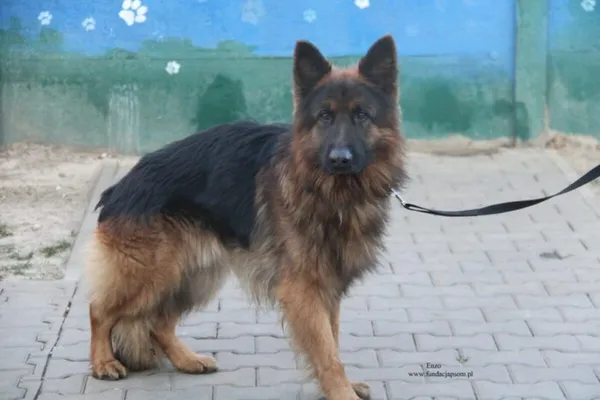 Pies do adopcji, Nowy Dwór Mazowiecki, 25 grudnia 2025 (4/5)