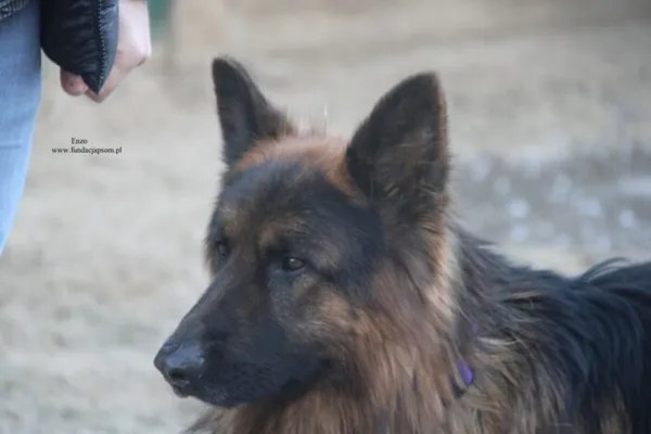 Pies do adopcji, Nowy Dwór Mazowiecki, 25 grudnia 2025 (5/5)