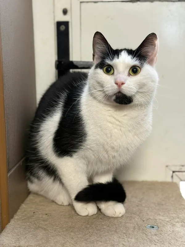 Kot do adopcji, Bydgoszcz, 25 grudnia 2025 (2/3)