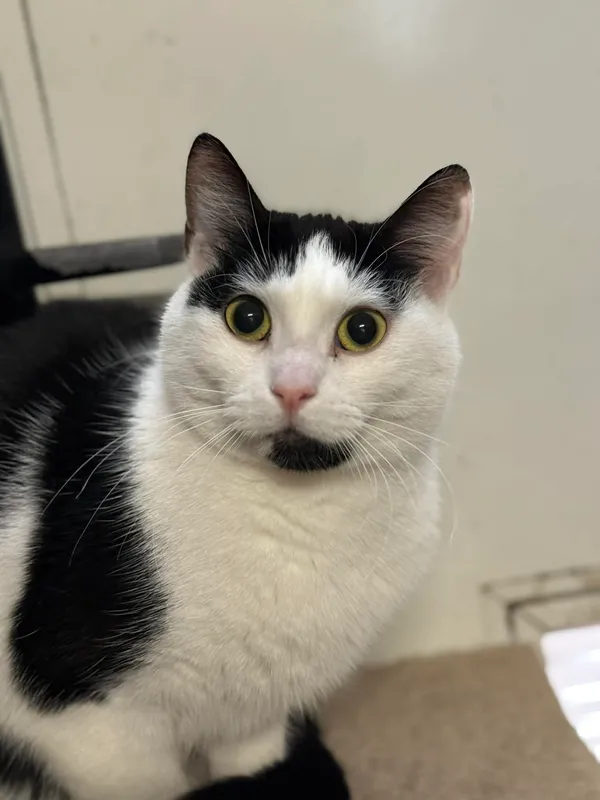 Kot do adopcji, Bydgoszcz, 25 grudnia 2025 (3/3)