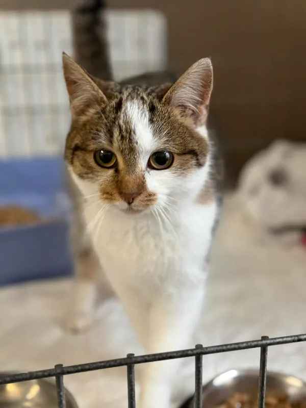 Kot do adopcji, Bydgoszcz, 25 grudnia 2025 (1/3)