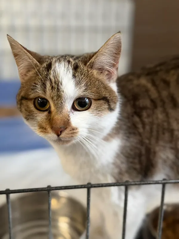 Kot do adopcji, Bydgoszcz, 25 grudnia 2025 (3/3)