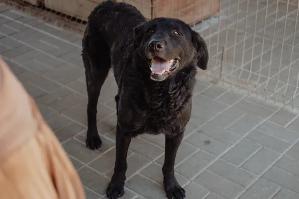 Oddam psa, Warszawa, Nowa Praga, 26 grudnia 2025 (4/4)