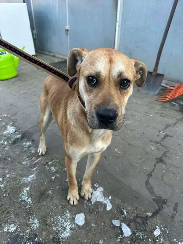 Pies do adopcji, Zgierz, 25 grudnia 2025 (1/2)