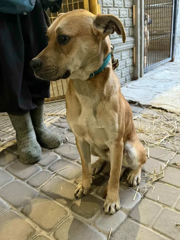 Pies do adopcji, Zgierz, 25 grudnia 2025 (2/2)