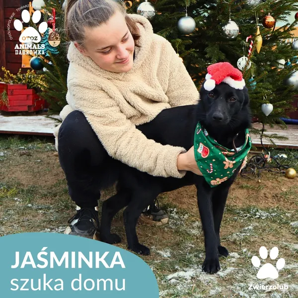 Pies do adopcji, Dąbrówka, 26 grudnia 2025 (2/4)