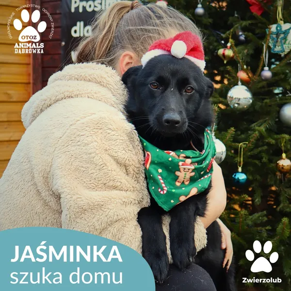 Pies do adopcji, Dąbrówka, 26 grudnia 2025 (4/4)