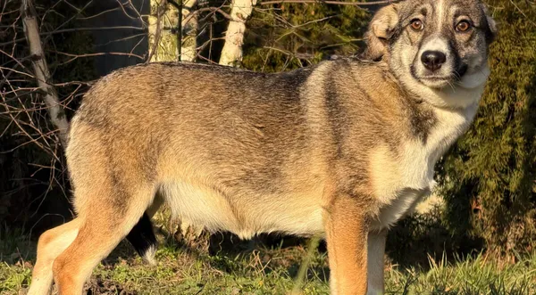 Pies do adopcji, Pieczyska, 26 grudnia 2025 (1/5)