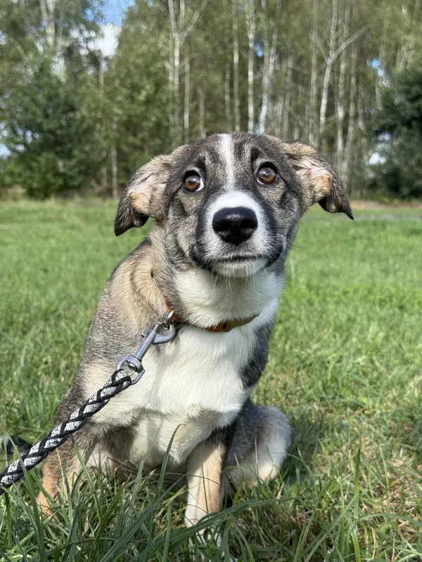 Pies do adopcji, Pieczyska, 26 grudnia 2025 (3/5)