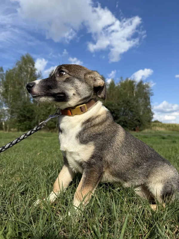 Pies do adopcji, Pieczyska, 26 grudnia 2025 (4/5)